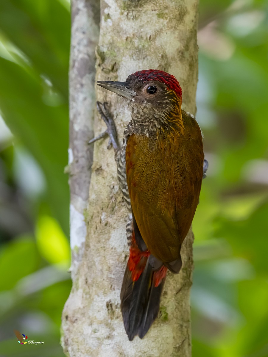 Red-rumped Woodpecker - ML260478471