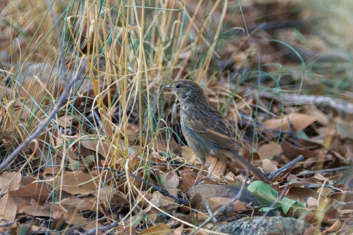 Rufous-crowned Sparrow - ML260482891