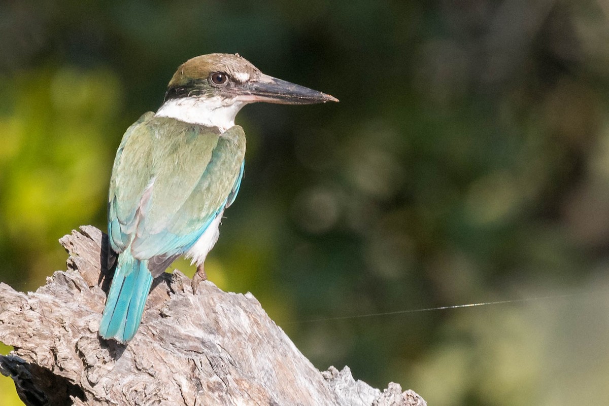 Torresian Kingfisher - Peter Taylor