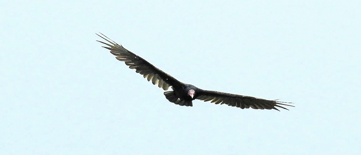 Turkey Vulture - ML260485211