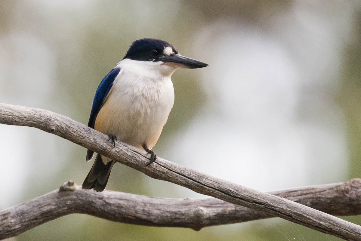 Forest Kingfisher - ML260485831