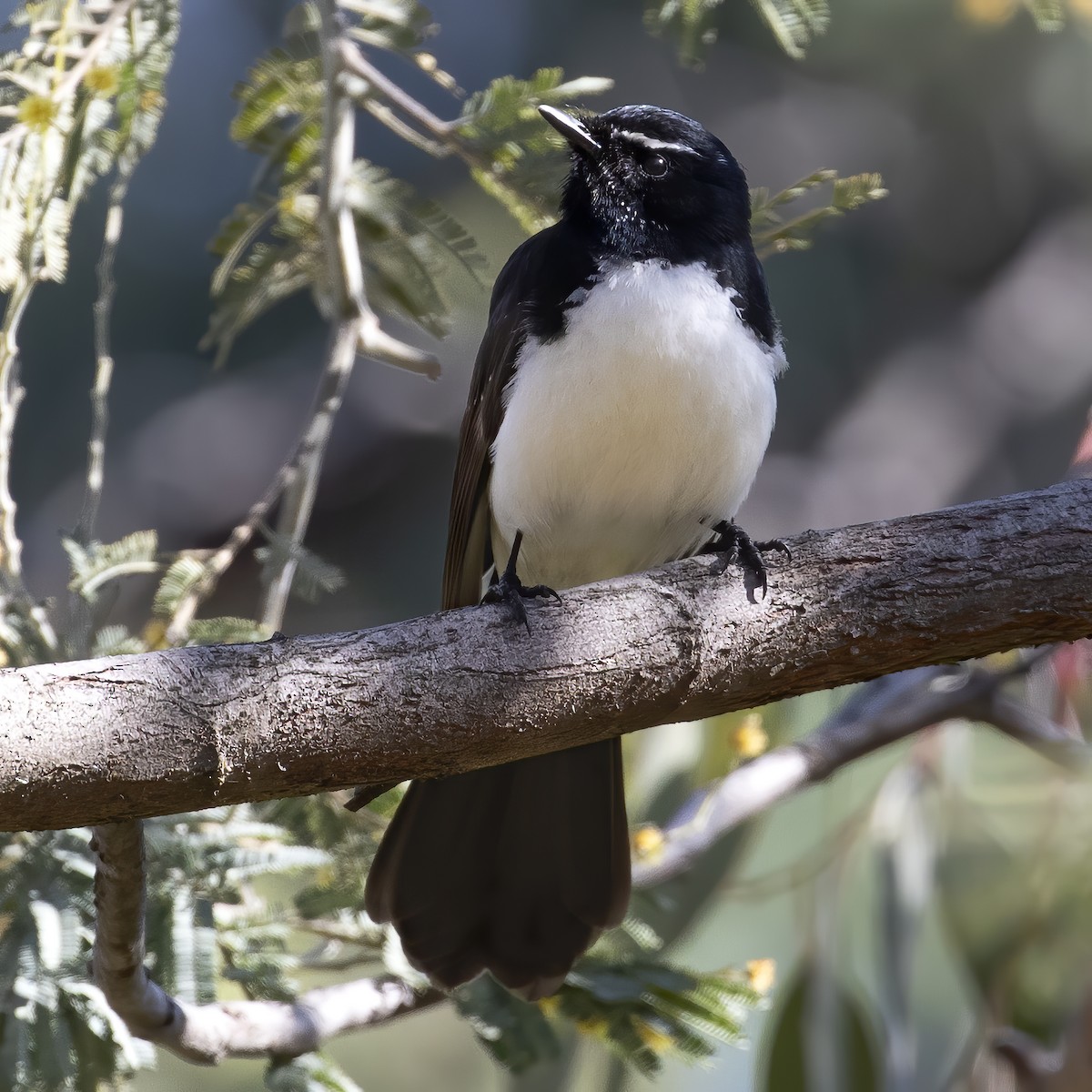 Willie-wagtail - ML260486181