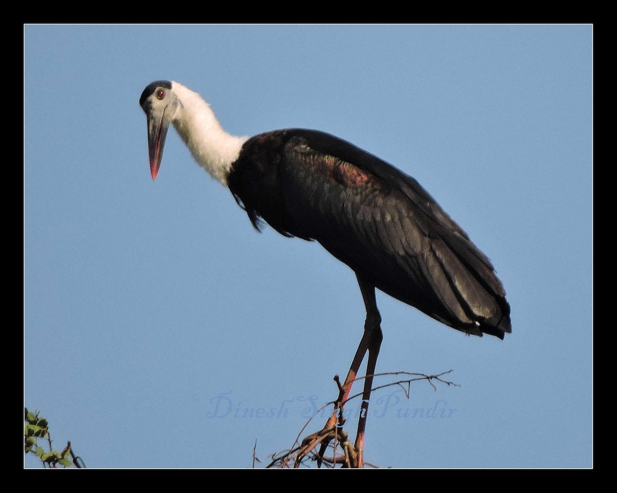 Asian Woolly-necked Stork - Dinesh Pundir