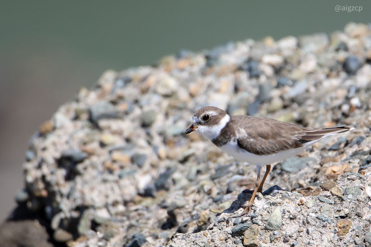 Semipalmated Plover - ML260490431