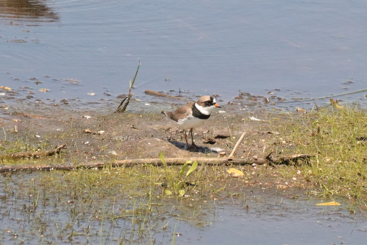 Semipalmated Plover - ML260494111