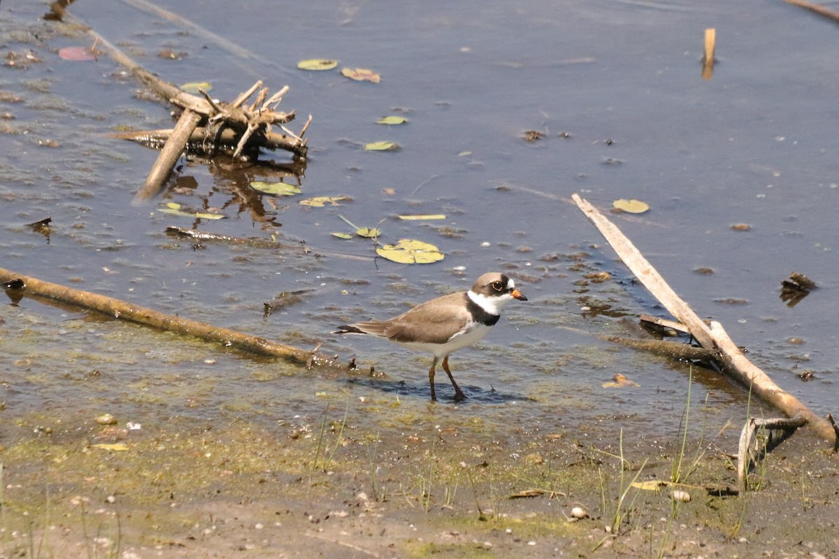 Semipalmated Plover - Angel Zakharia