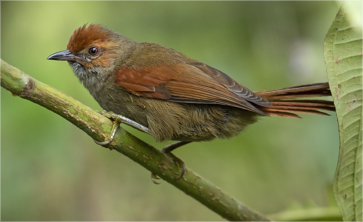 Red-faced Spinetail - ML260495171