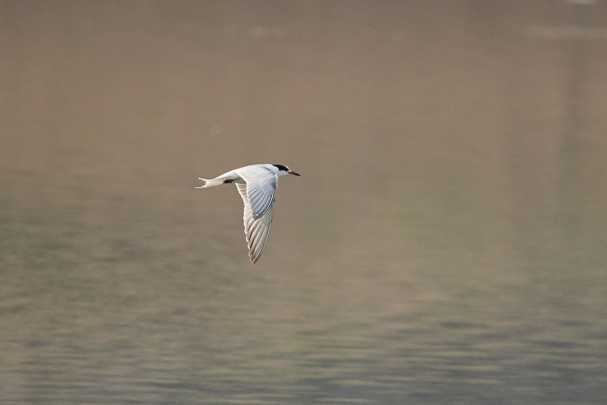 Common Tern - Frank Lospalluto