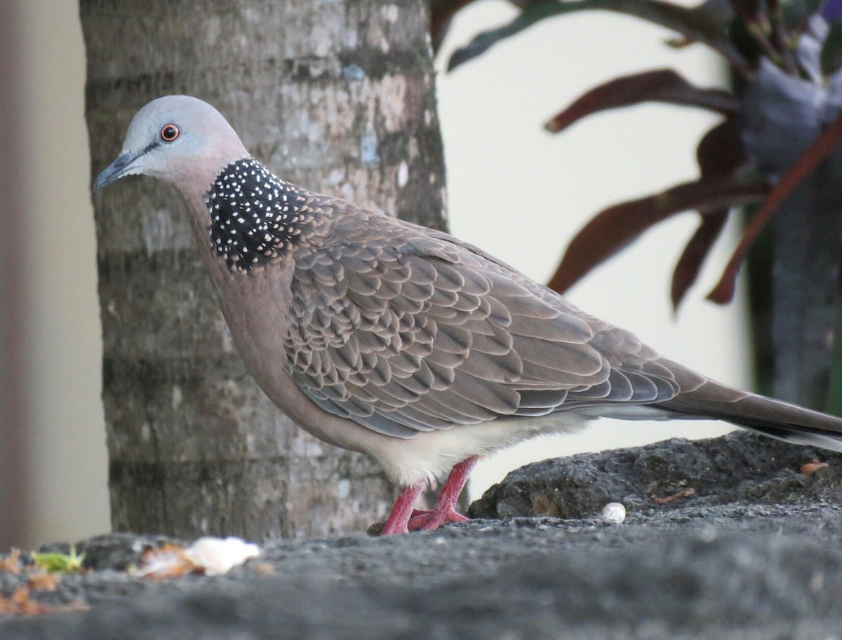 Spotted Dove - ML26049811