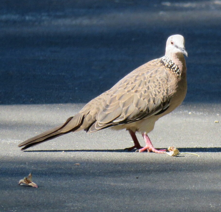 Spotted Dove - ML26049841