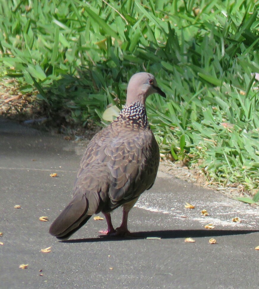 Spotted Dove - ML26049851