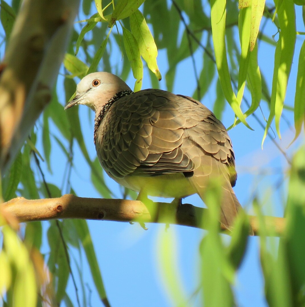 Spotted Dove - ML26049861