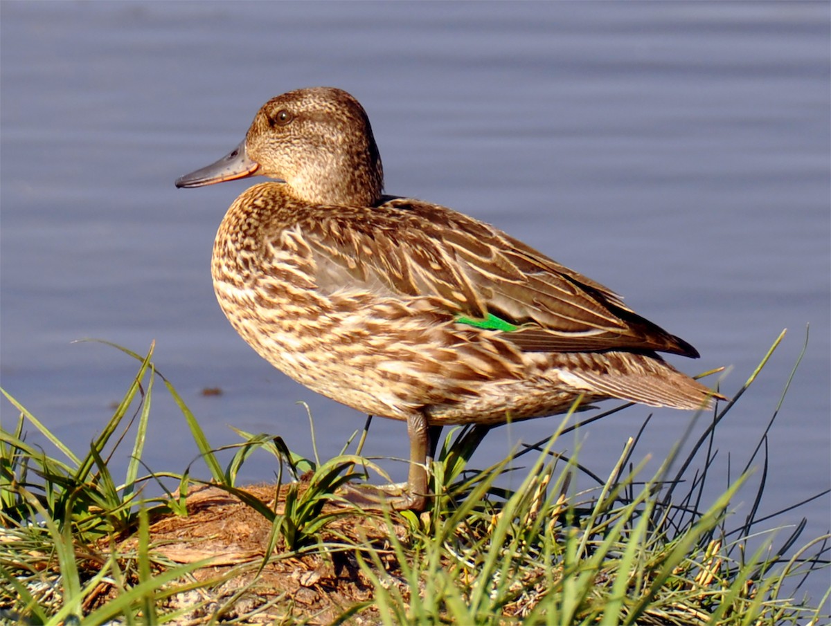 Green-winged Teal - Heather Lauer