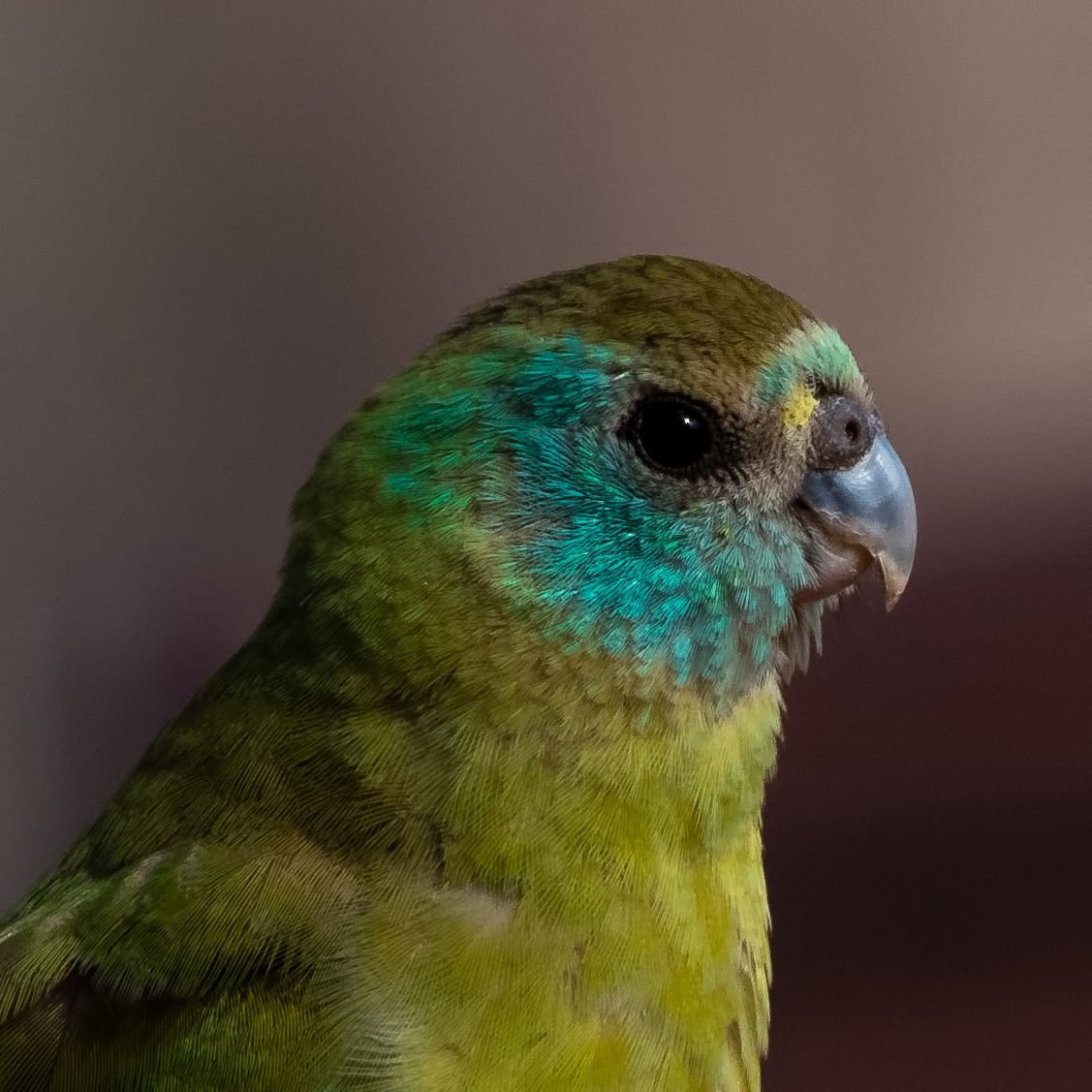 Golden-shouldered Parrot - ML260498861