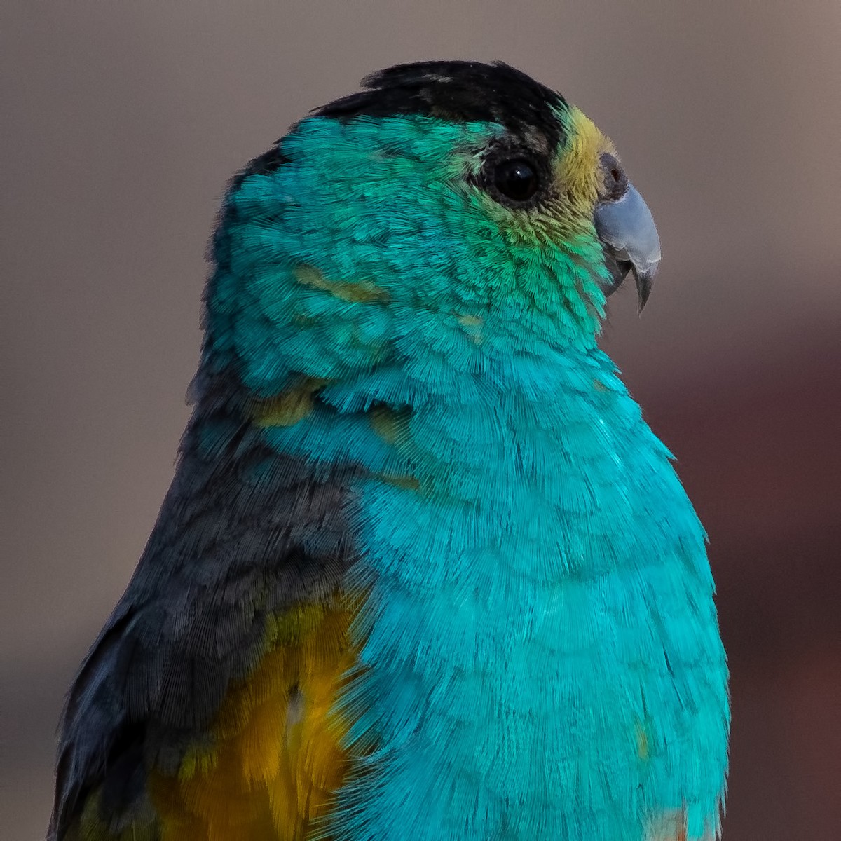 Golden-shouldered Parrot - ML260498931