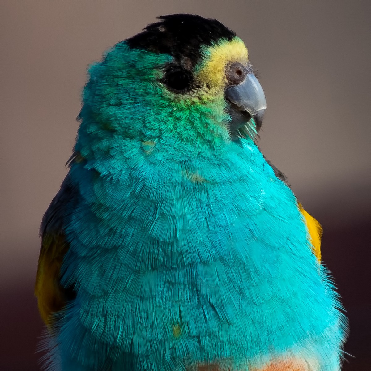Golden-shouldered Parrot - ML260498941