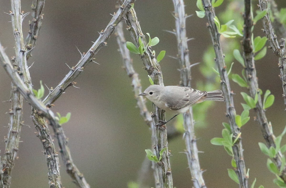 Lucy's Warbler - ML260502611