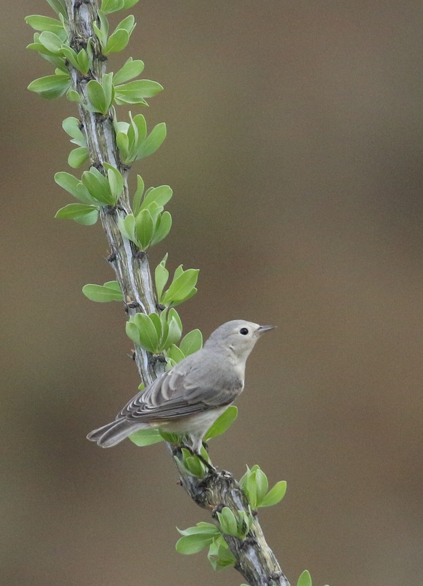 Lucy's Warbler - ML260502621