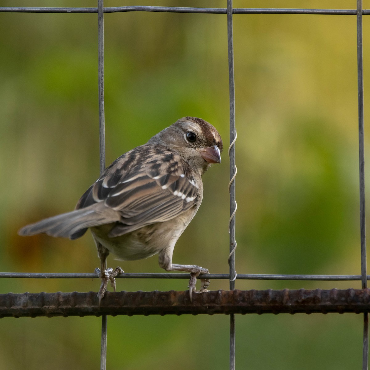 White-crowned Sparrow - ML260505711
