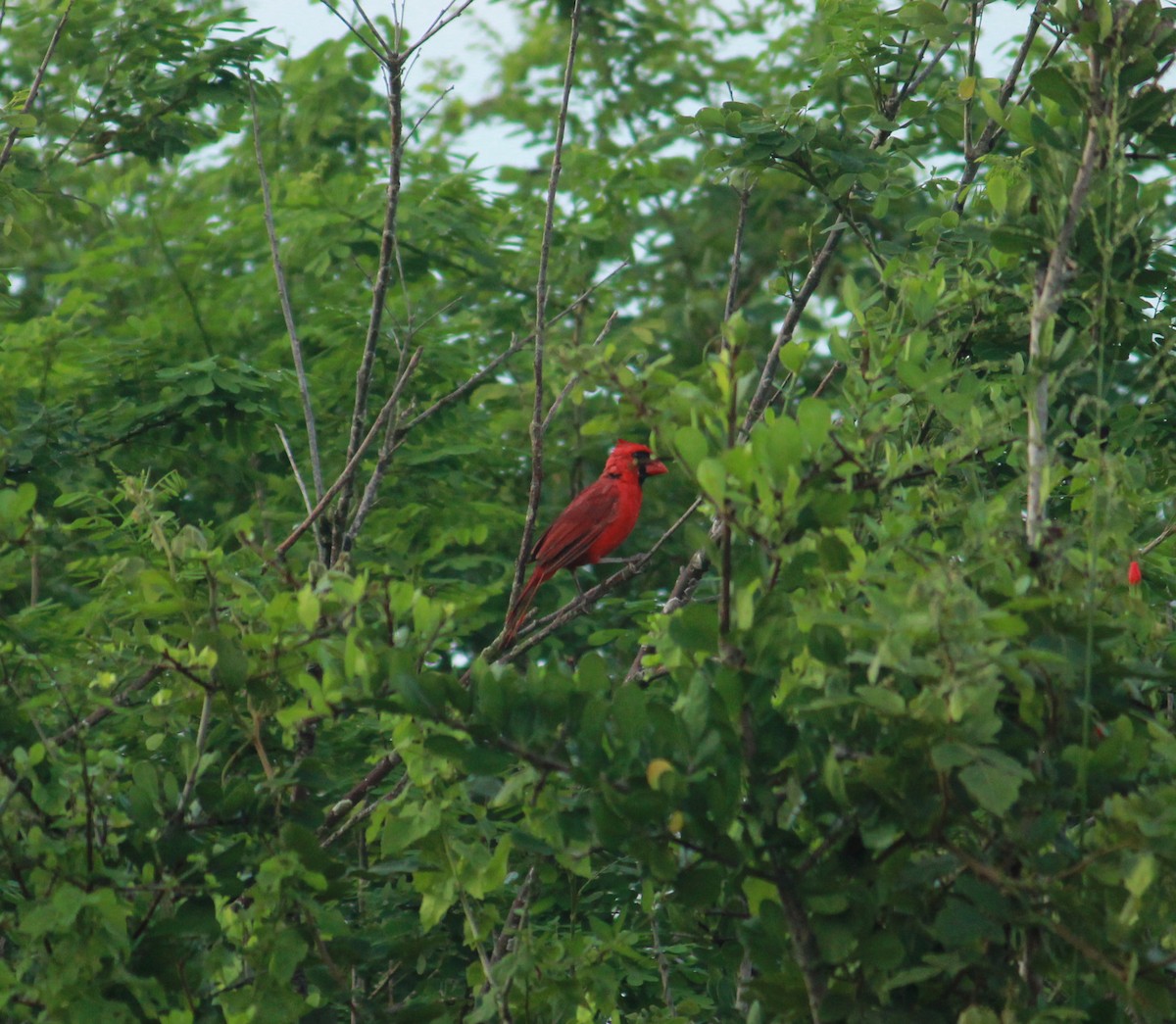 Cardinal rouge - ML260506301