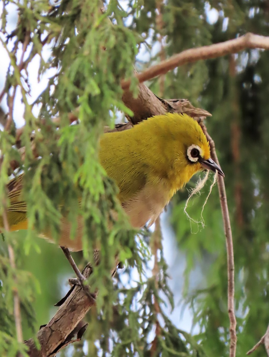 Abyssinian White-eye - David Orth-Moore