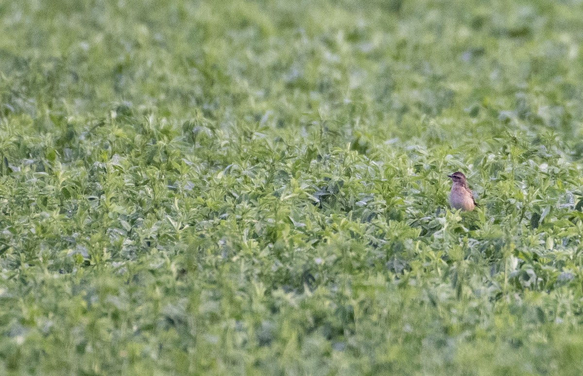 Whinchat - ML260508721