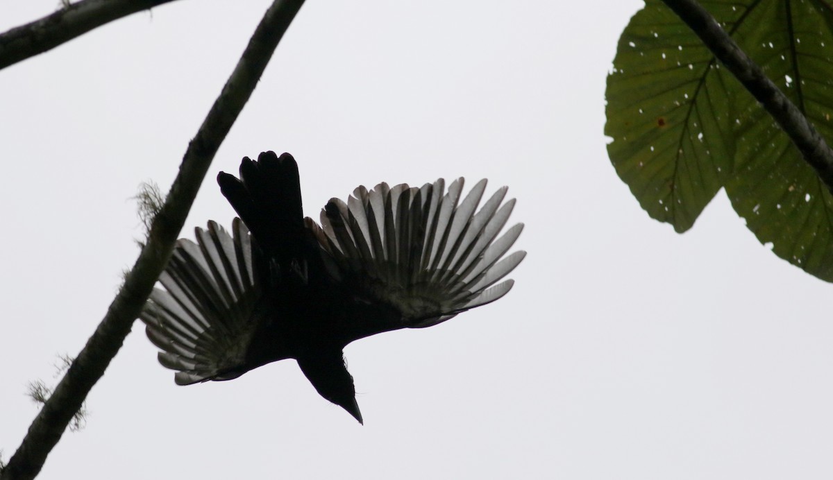 Amazonian Umbrellabird - Jay McGowan