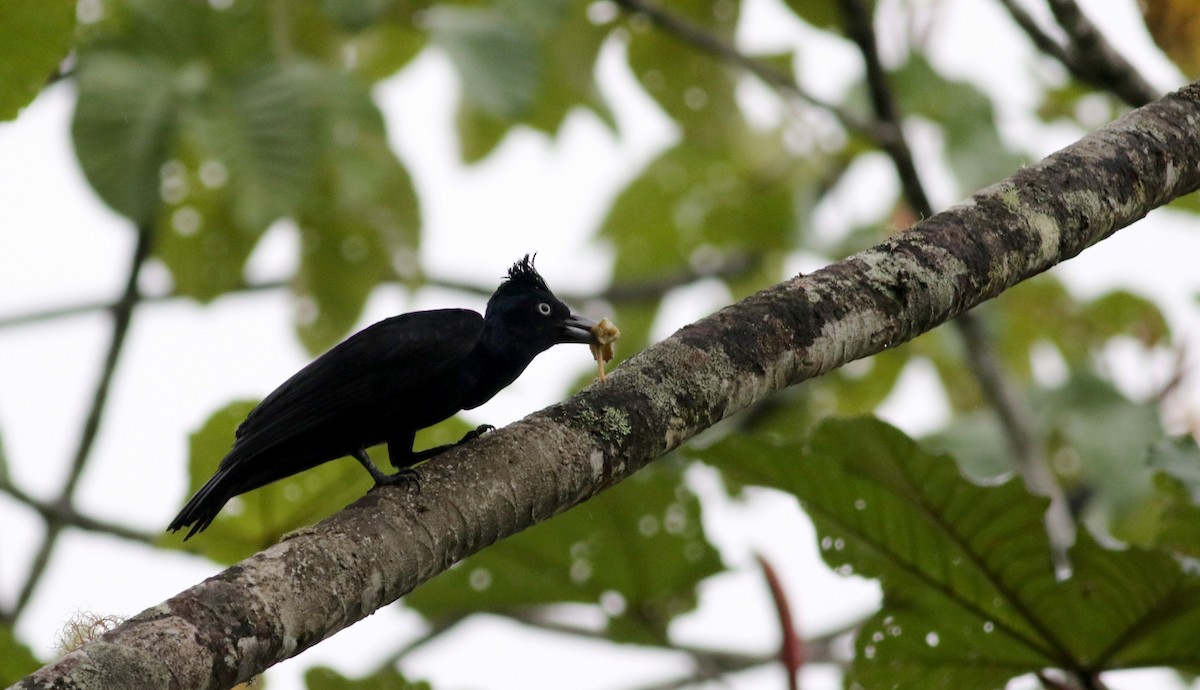 Amazonian Umbrellabird - Jay McGowan
