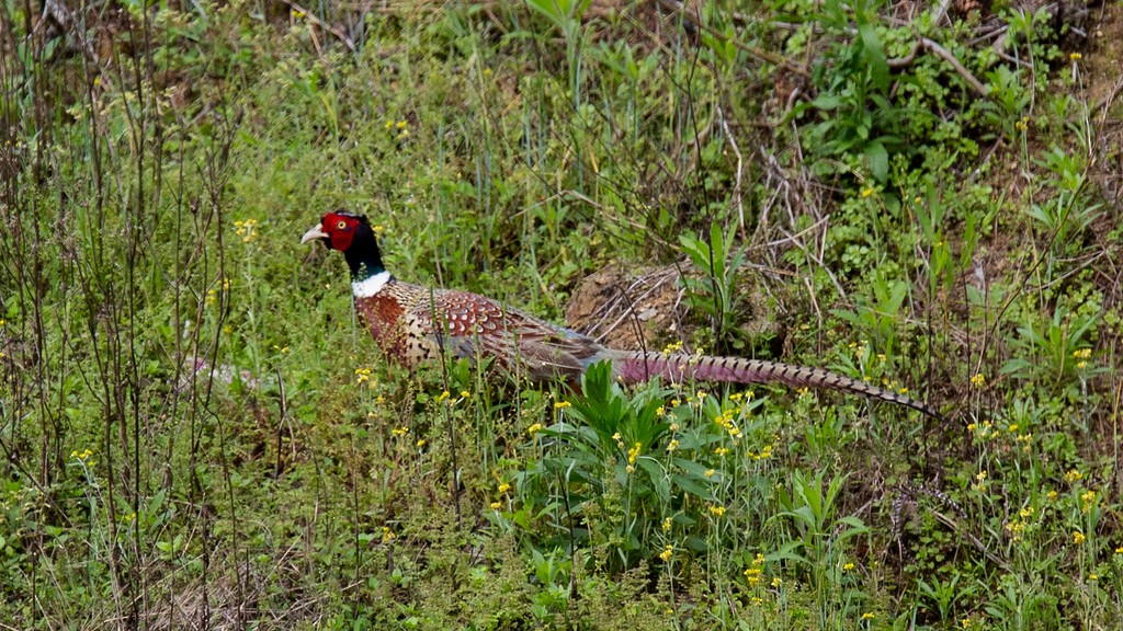 Ring-necked Pheasant - ML260510791