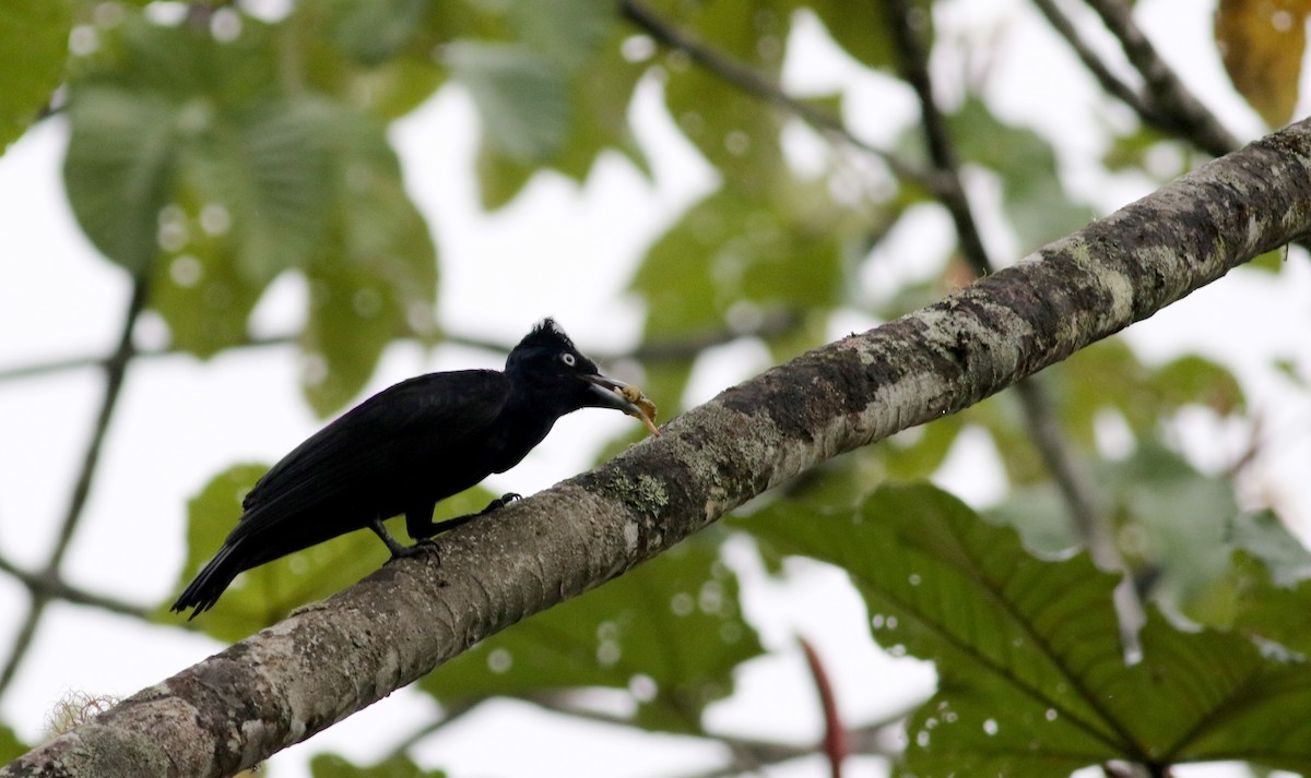 Amazonian Umbrellabird - ML26051081