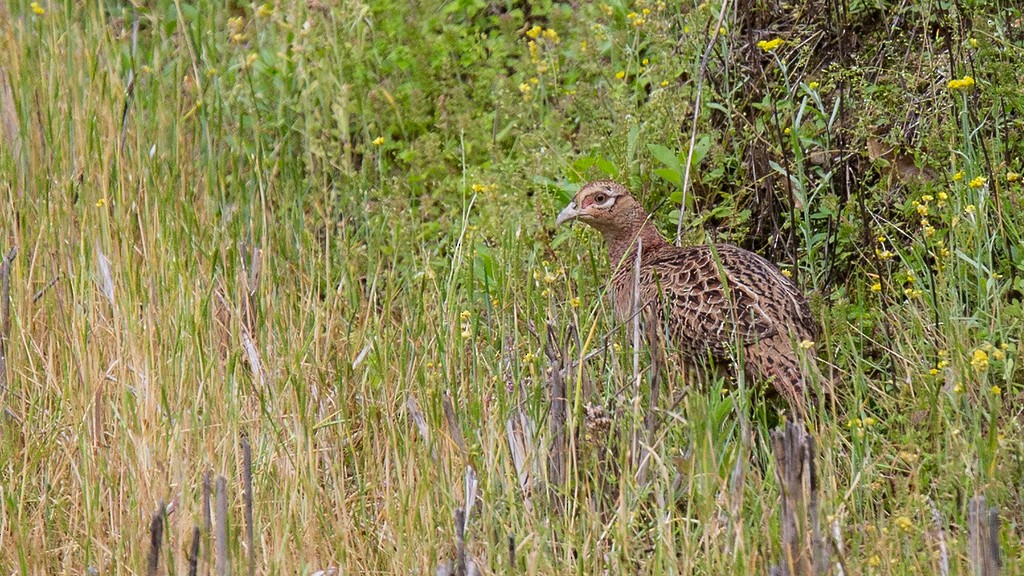 Ring-necked Pheasant - Robert Tizard