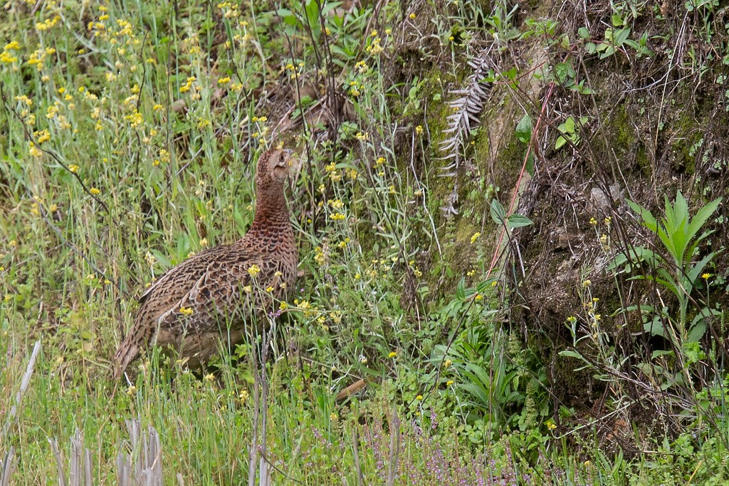 Ring-necked Pheasant - ML260511181