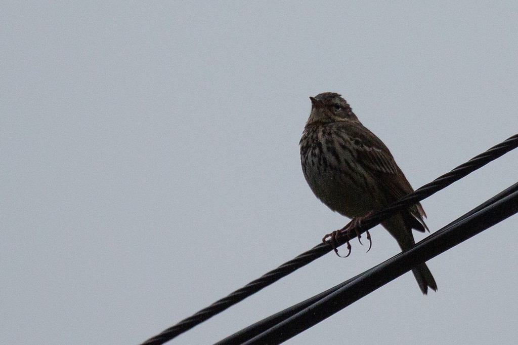 Olive-backed Pipit - ML260512501