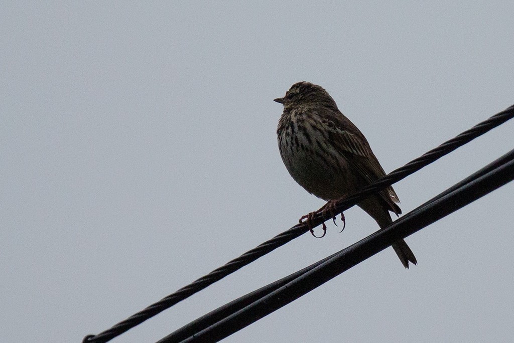 Olive-backed Pipit - ML260512511