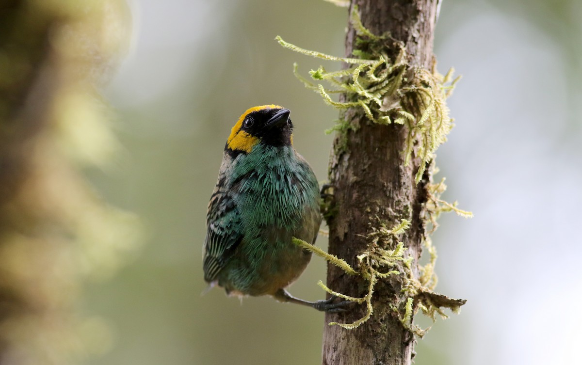 Saffron-crowned Tanager - ML26051441