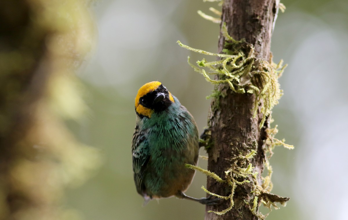 Saffron-crowned Tanager - ML26051451