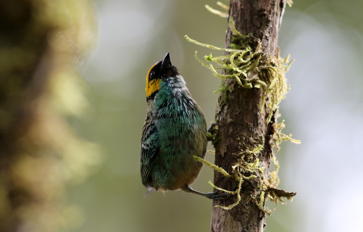 Saffron-crowned Tanager - ML26051461