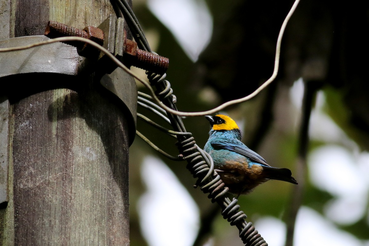 Saffron-crowned Tanager - ML26051491