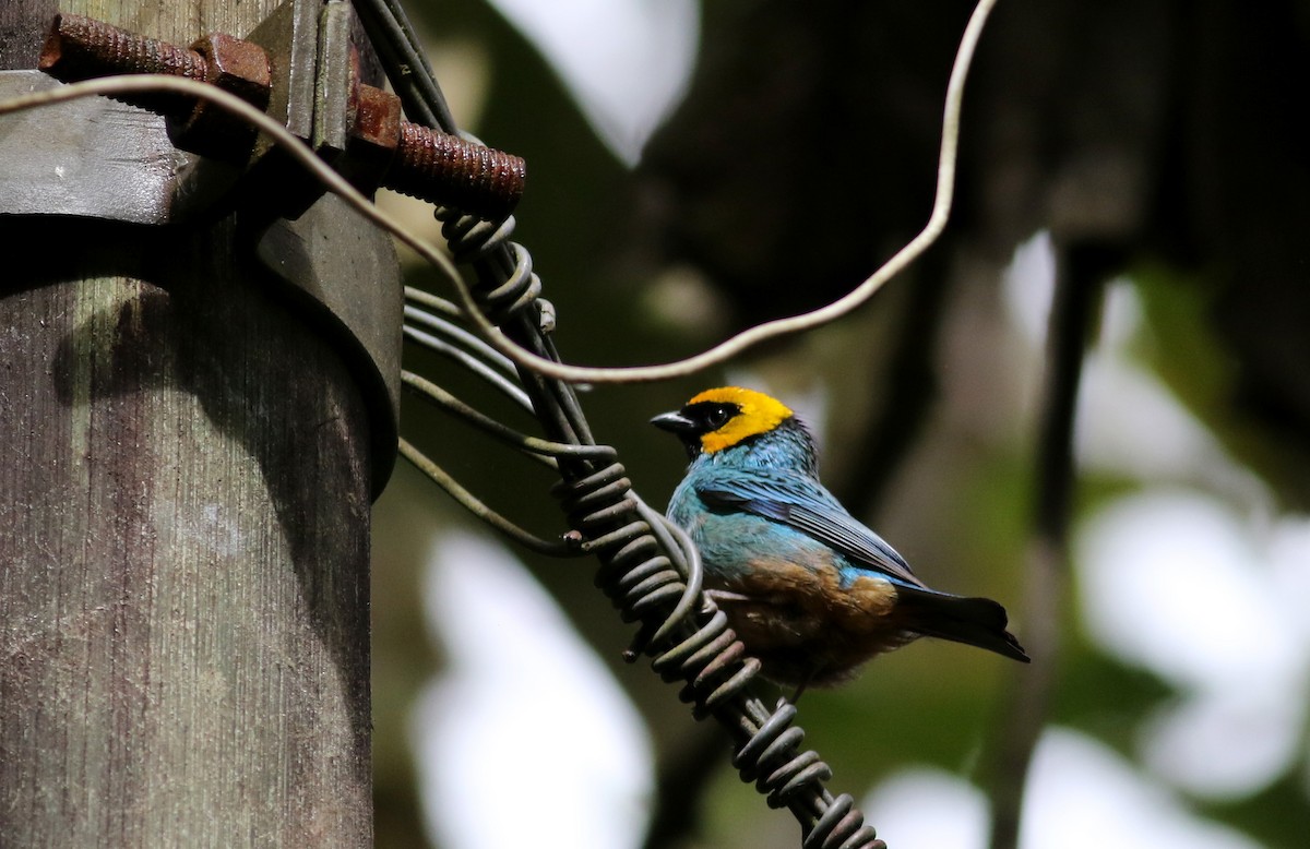 Saffron-crowned Tanager - ML26051501