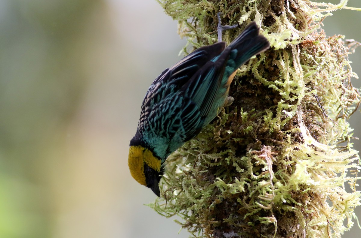 Saffron-crowned Tanager - ML26051511