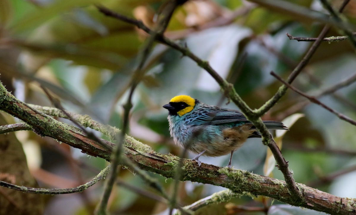 Saffron-crowned Tanager - ML26051521