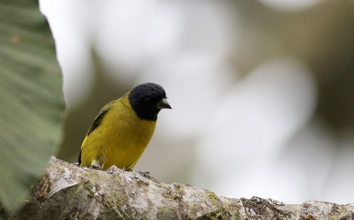 Olivaceous Siskin - ML26051531