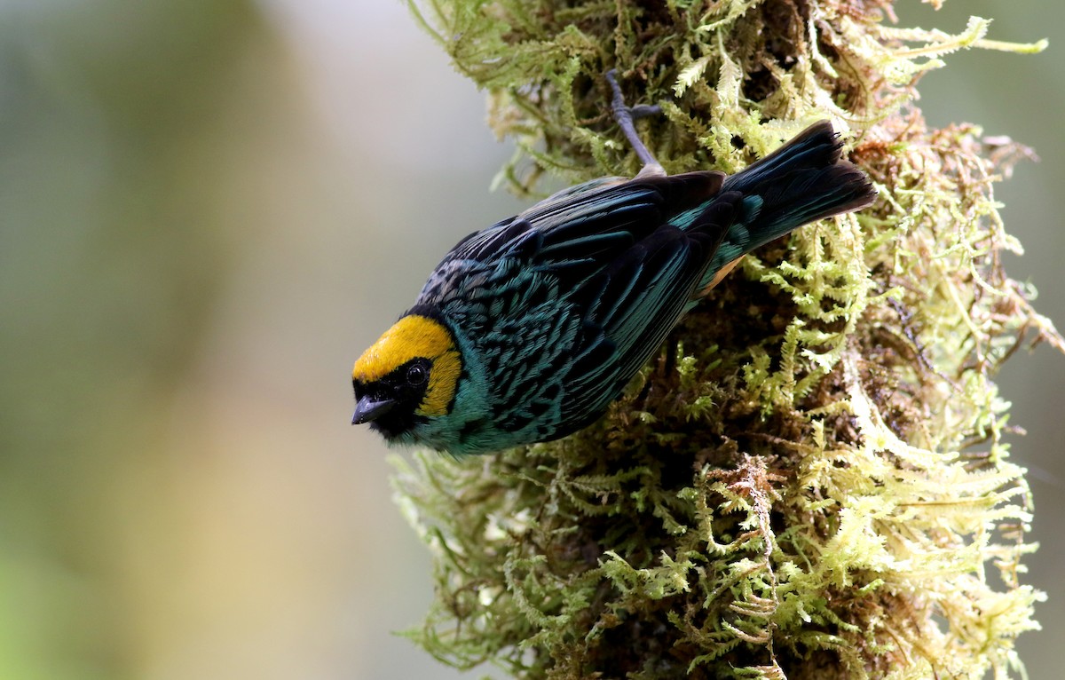 Saffron-crowned Tanager - ML26051541