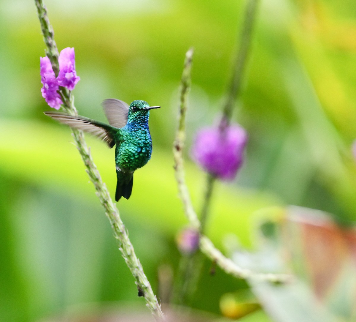 Blue-tailed Emerald - ML260525921