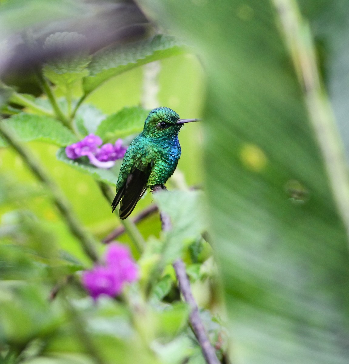 Blue-tailed Emerald - ML260526421