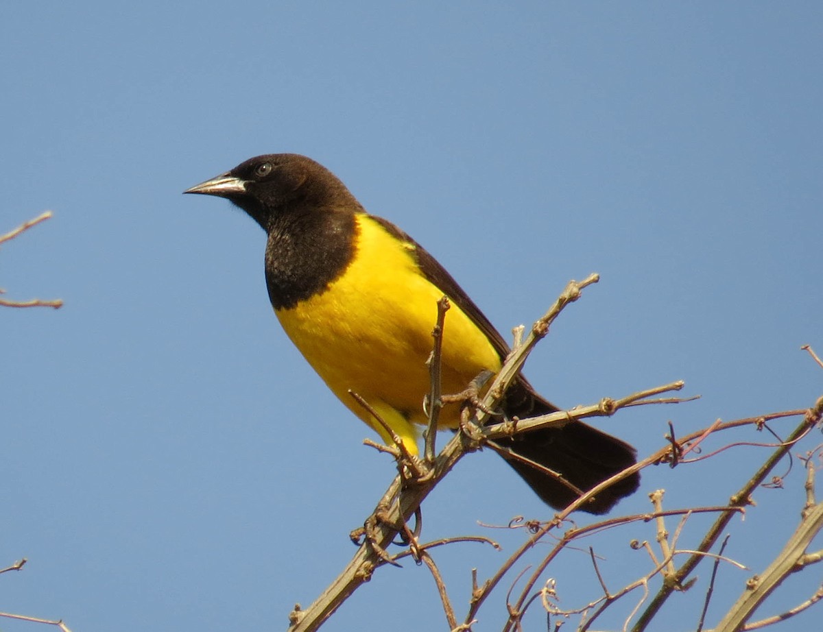 Yellow-rumped Marshbird - ML260528371