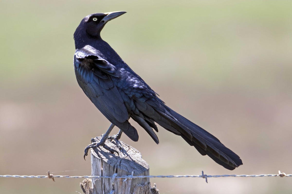 Great-tailed Grackle - ML26053191