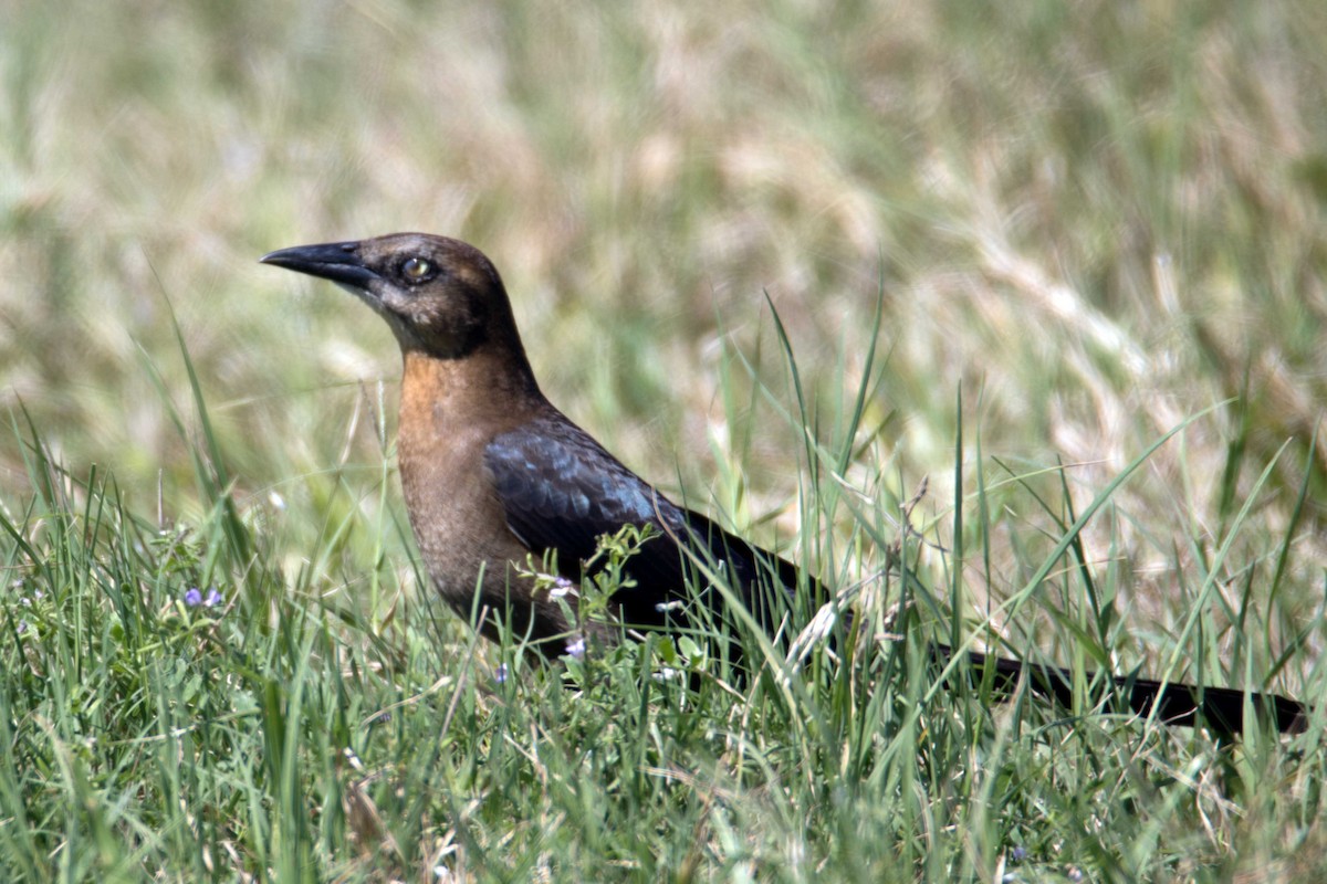 Great-tailed Grackle - Christopher Stapleton