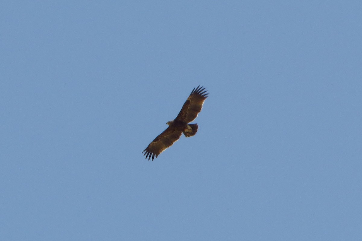 Greater Spotted Eagle - Alexandre Hespanhol Leitão