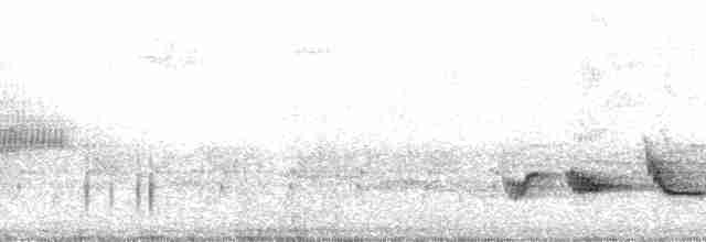 Эфиопский дрозд [группа abyssinicus] - ML26054